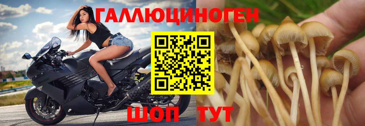 Галлюциногенные грибы Psilocybe Гагарин