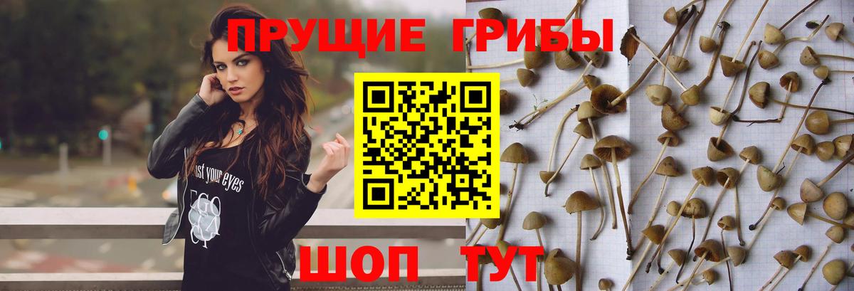 Псилоцибиновые грибы прущие грибы  Вход с VPN  Гагарин  Псилоцибиновые грибы GOLDEN TEACHER 